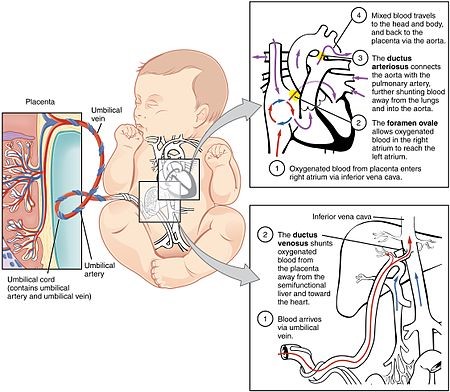 Anatomy Chart Foetal Circulation