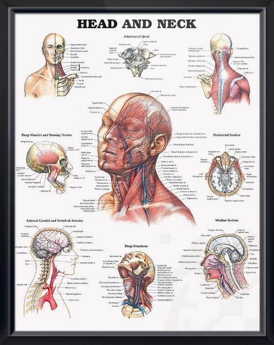 Anatomy Chart Head & Neck