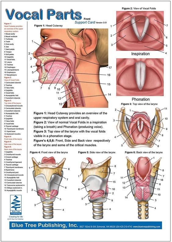 Anatomy Chart Organs Of Speech