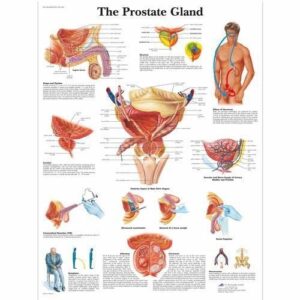 Protate Chart Anatomy Chart: The Prostate – Welcome To Gitansh Enterprises
