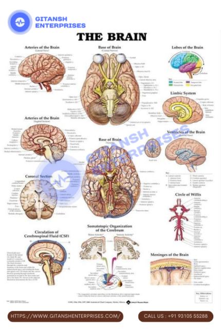 Anatomy Chart: The Brain