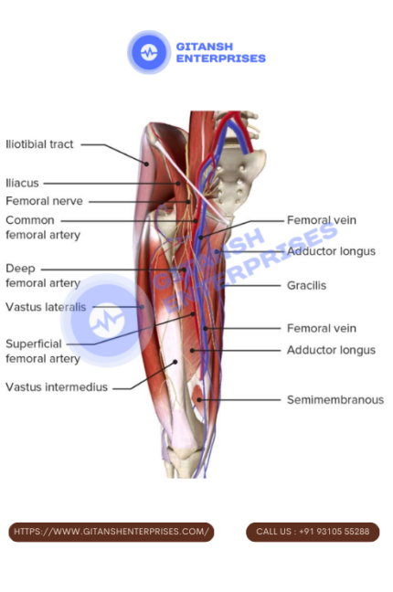 Arteries and nerves of Thigh
