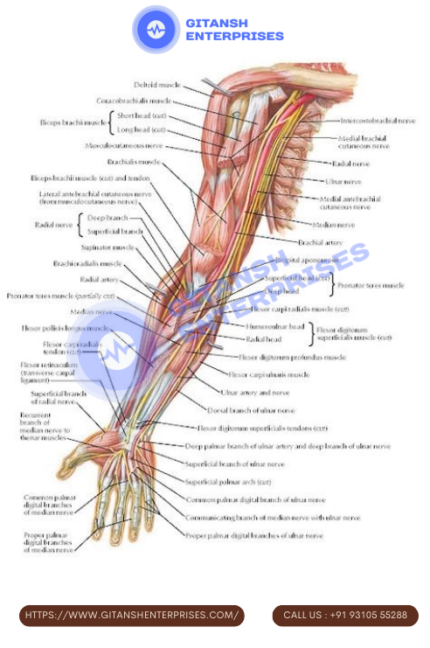 Arteries and nerves of Upper Limb