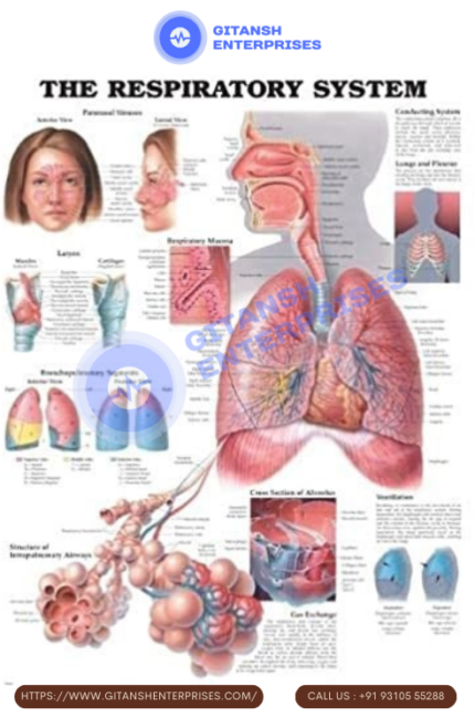 Respiratory System