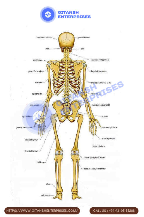 Anatomy Chart: Skeleton,Rear View Anatomy Chart: Skeleton,Rear View