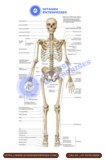 Anatomy Chart : Skeleton, Front View