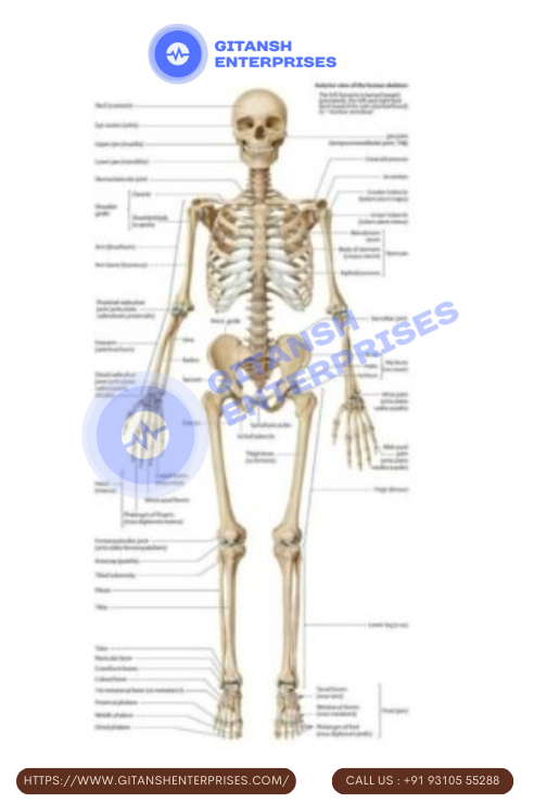 Anatomy Chart : Skeleton, Front View Anatomy Chart : Skeleton, Front View