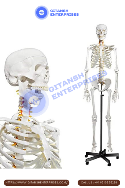 Skeletons Articulated