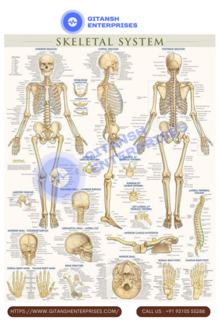Anatomy Chart: Skeleton,