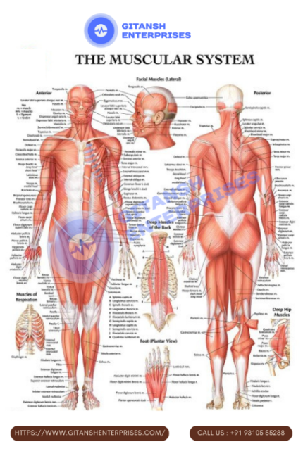 Anatomy Chart: Muscular System