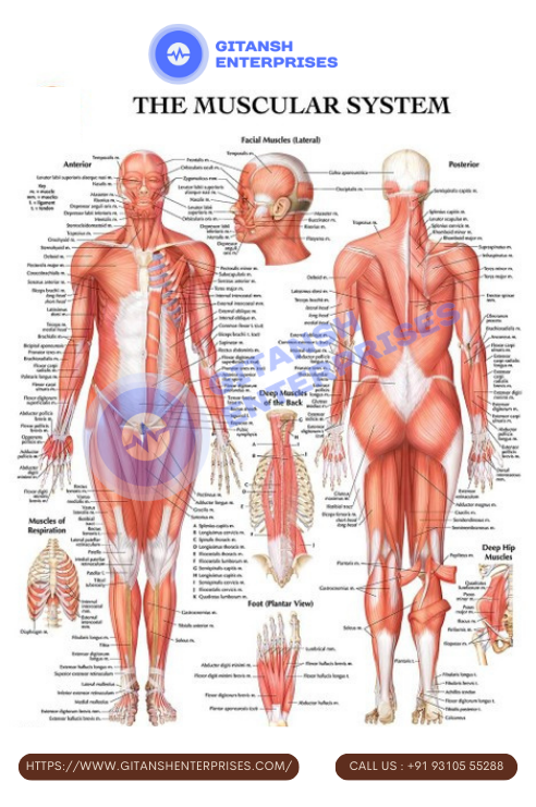 Anatomy Chart: Muscular System Anatomy Chart: Muscular System