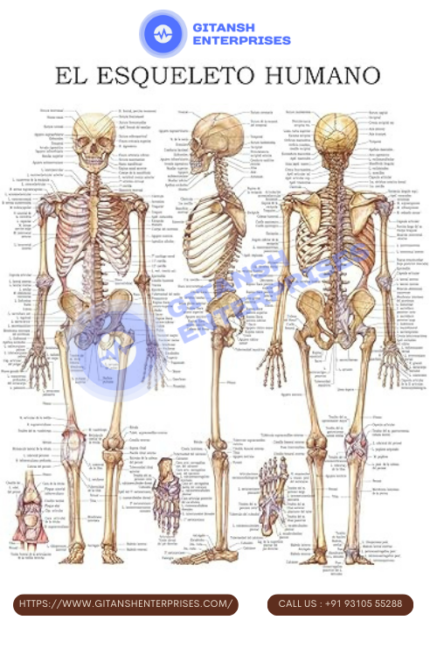 Esqueleto